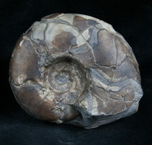 Sowerbyceras Ammonite - French, Alps #5806